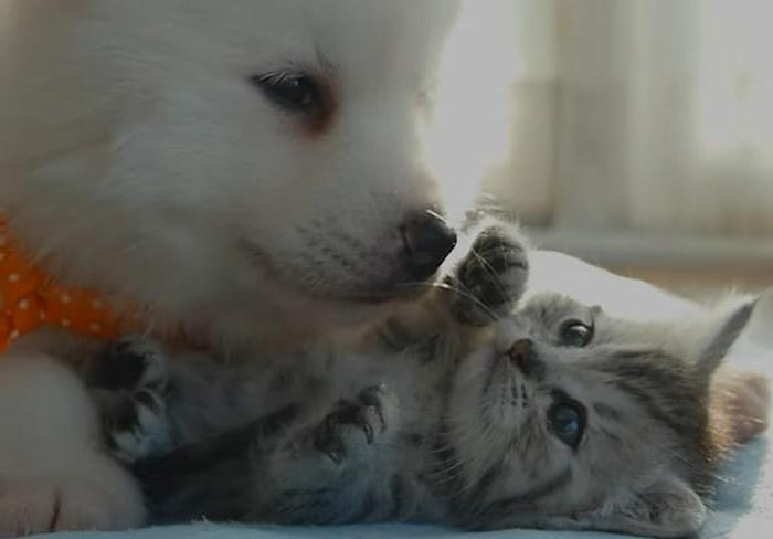 A kitten and dog playing together.